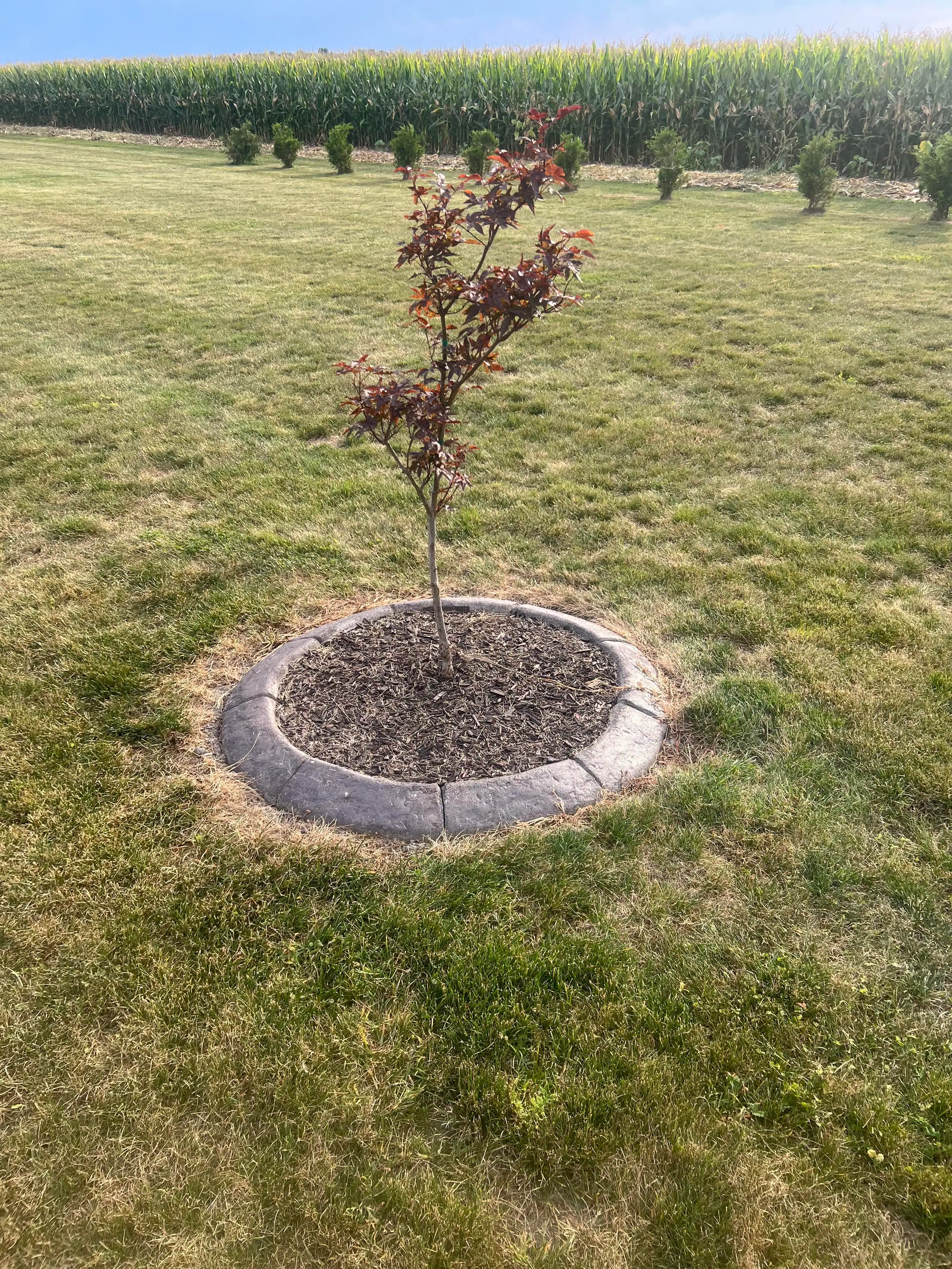 Corey's Lawncare portfolio project 21: 4